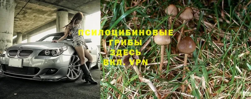 наркошоп  Новодвинск  Псилоцибиновые грибы Psilocybe 