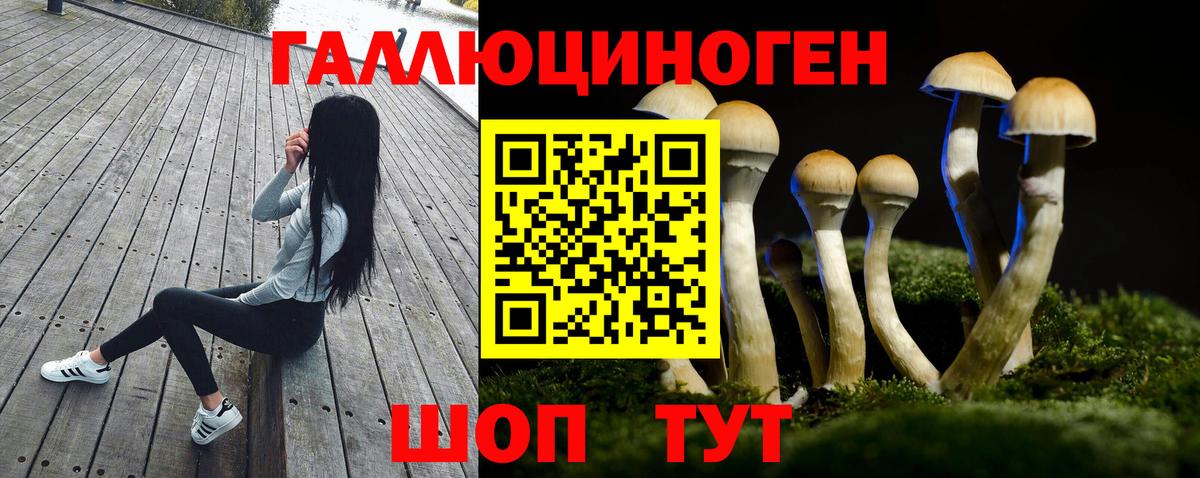 Галлюциногенные грибы Psilocybine cubensis Новодвинск